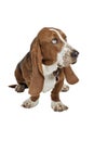 Blue Basset hound puppy sits looking up Royalty Free Stock Photo