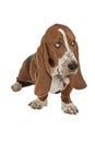 Blue Basset hound puppy sits looking up Royalty Free Stock Photo