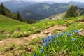 Blue Bavarian gentian, Gentiana bavarica, blooms in front of a beautiful mountain landscape near a hiking trail