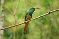 Blue bearded bee eater