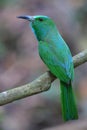 Blue-bearded Bee-eater bird