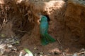 Blue-bearded Bee-eater on ground in nature