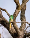 Blue bearded bee eater or Nyctyornis athertoni bird perched in dhikala zone forest of jim corbett national park uttarakhand india