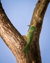 Blue bearded bee eater or Nyctyornis athertoni bird perched in dhikala zone forest of jim corbett national park uttarakhand india