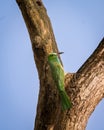 Blue bearded bee eater or Nyctyornis athertoni bird perched in dhikala zone forest of jim corbett national park uttarakhand india