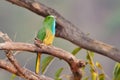 The blue bearded bee eater Nyctyornis athertoni, Jim Corbett National Park India Asia