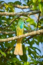 Blue-bearded Bee-eater