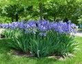 Blue Bearded Iris Garden Bed in Park