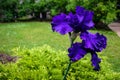 Blue Bearded Iris Kissed by Raindrops