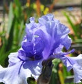 Iris Garden Series - Blue bearded spaceage iris