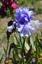 Iris Garden Series - Blue bearded spaceage iris Royalty Free Stock Photo