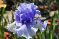 Iris Garden Series - Blue bearded spaceage iris Royalty Free Stock Photo