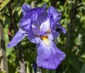 Blue bearded Iris in the sunshine