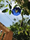 Blue Beast with Green leaves Royalty Free Stock Photo