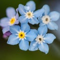 Blue Beauties Royalty Free Stock Photo