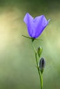 Campanula persicifolia blooming with blue bell