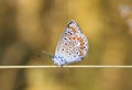 Blue beautiful butterfly sitting on a blade of grass on sunshine background Royalty Free Stock Photo