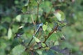 Blue beautiful dragonfly on tree branch in wild nature forest macro Royalty Free Stock Photo