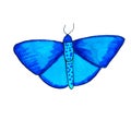 Blue beautiful exotic butterfly with colorful wings