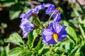 Blue beautiful flower of blooming potato in the garden