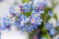 Blue beautiful flower forget me not. Bouquet of wildflowers.