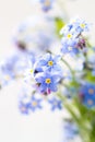 Blue flowers macro shot. Forget me not. Bouquet of blue forget-me-nots. Macro shot. Royalty Free Stock Photo