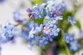 Blue flowers macro shot. Forget me not. Bouquet of blue forget-me-nots. Macro shot. Royalty Free Stock Photo