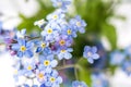 Blue flowers macro shot. Forget me not. Bouquet of blue forget-me-nots. Macro shot. Royalty Free Stock Photo