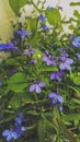 Blue beautiful flowers background, lobelia blossom Royalty Free Stock Photo