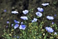 Blue beautiful flowers common flax linum usitatissimum l. in the garden