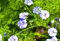 Blue and beautiful flowers of the flax field Royalty Free Stock Photo