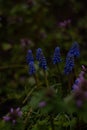 Blue beautiful flowers in grass in the garden Royalty Free Stock Photo