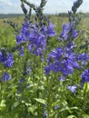 wildflowers