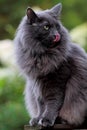 Blue norwegian forest cat female licking her nose Royalty Free Stock Photo