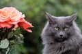 Blue beautiful norwegian forest cat with strict expression Royalty Free Stock Photo