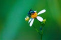 blue bee looking for honey until it faces the ground