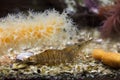 Blue bee shrimp Caridina cantonensis Royalty Free Stock Photo