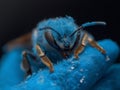 blue bee on blue textured surface, close up, dark moody atmosphere Royalty Free Stock Photo