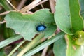 Blue beetle on a leaf