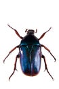 Blue beetle on the white background Royalty Free Stock Photo