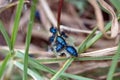 Blue beetles on a blade of grass