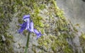 Blue bell in bloom in the sun