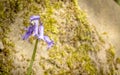 Blue bell in bloom in the sun on a beautiful day.