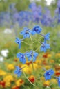 Blue bell flower Royalty Free Stock Photo