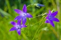 Blue bell flower Royalty Free Stock Photo