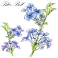 Blue Bell Flower Royalty Free Stock Photo