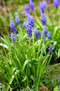 Blue bell flower Royalty Free Stock Photo