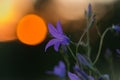 Blue bell flower on the background of the sunset. Magic bell flowers.