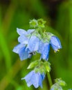 Blue Bell Flower Royalty Free Stock Photo