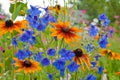 Blue bell flower close up Royalty Free Stock Photo